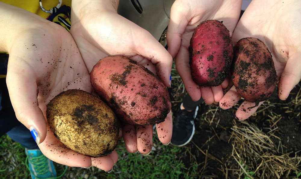 https://ocs.umich.edu/wp-content/uploads/2019/08/Potato-Hands.jpg