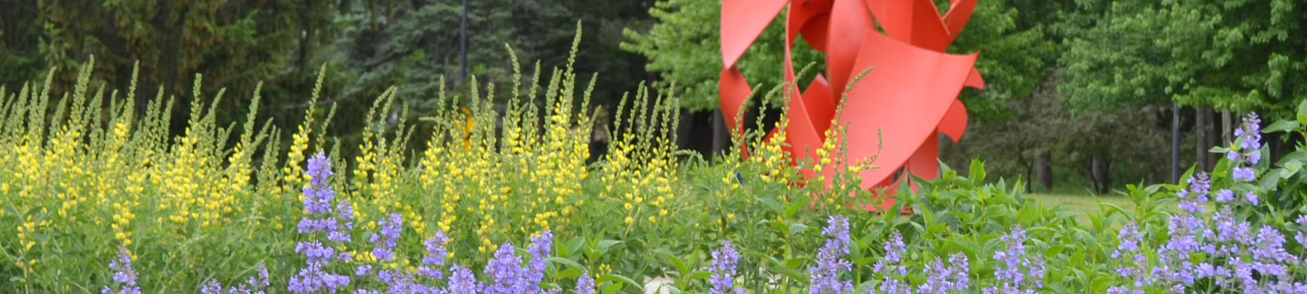 purple and yellow flowers